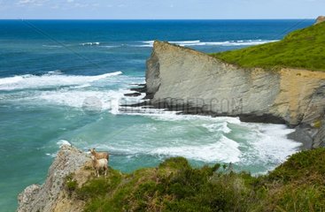 Sheep on a flysch Mendata beach Basque Country