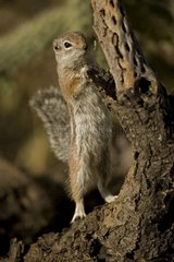Harris' Antelope Squirrel Arizona USA