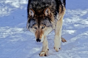 Loup commun à l'affût sur la neige Canada