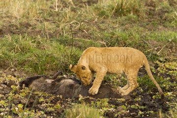 Lion cub an a wildebeest caught in the mud Masai Mara NR