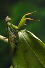 Praying mantis on a leaf France