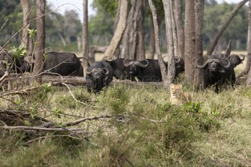 Lioness and african buffaloes in Musiara marshes Kenya