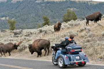 Courtesy car and Plains Bison Yellowstone NP USA
