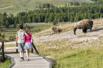 Tourists and Plains Bison Yellowstone NP USA