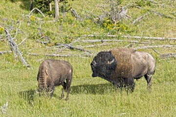 Plains Bison feeling female Yellowstone NP USA
