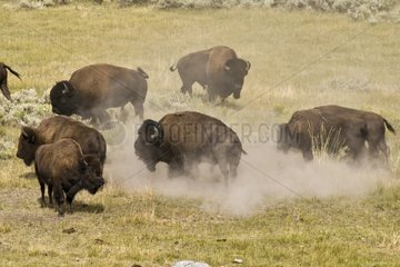 Plains Bison in rut Yellowstone NP USA