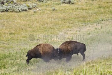 Fight of Plains Bison in rut Yellowstone NP USA