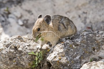 American Pika eating leaves on a rock USA
