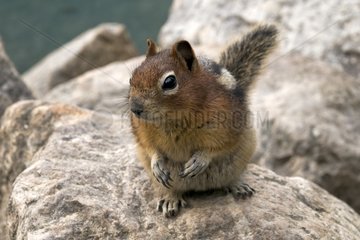 Golden-mantled ground squirrel on a rock PN Banff Canada