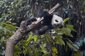 Young Giant Panda in a tree China