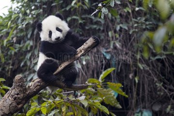Young Giant Panda in a tree China