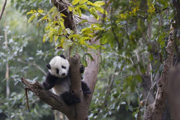 Young Giant panda in a tree China