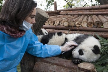 Owner of a zoo touching a young Giant Panda China