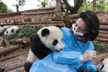 Owner of a zoo playing with a young Giant Panda China