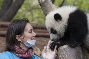 Owner of a zoo playing with a young Giant Panda China