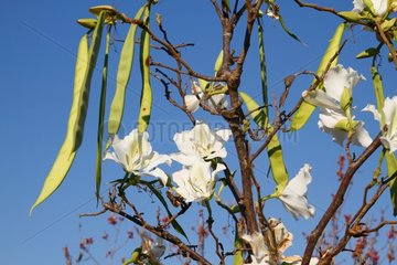 Baphia capparidifolia Flowers and pods South West Madagascar