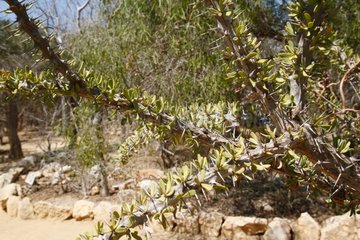 Branch Ceropegia albisepta truncata South Madagascar