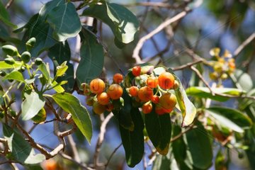 Cordia rothii fruits South Madagascar