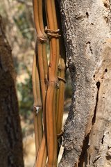Rods inedible Vanilla Madagascar