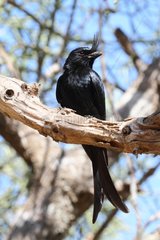 Crested Drongo on a branch South Madagascar
