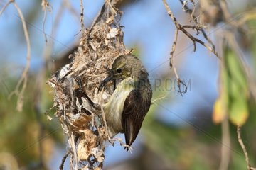 Souimanga Sunbird building its nest South West Madagascar