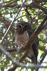 White-browed Hawk-owl on a branch South Madagascar