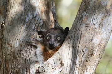 Hubbard's sportive lemur on a trunk Zombitse NP Madagascar