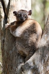 Hubbard's sportive lemur on a trunk Zombitse NP Madagascar