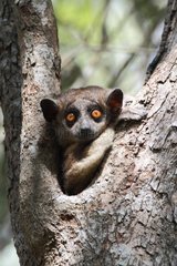 Red-tailed sportive lemur on a trunk Zombitse NP Madagascar
