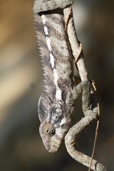 Giant Spiny Chameleon on a vine South West Madagascar
