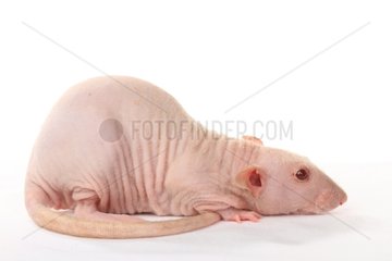 Naked pet rat on white background