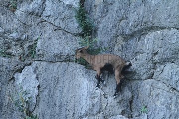 Wild goat on the island of Mallorca