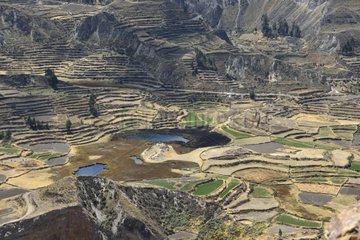Landscape of Colca Canyon Andes Peru