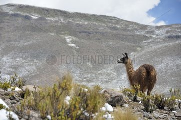 Breeding alpacas and lamas in the Puna Andes Peru