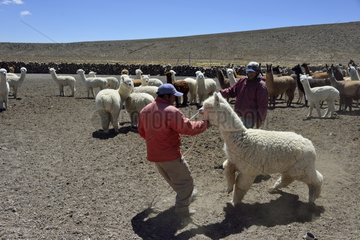 Breeding alpacas and lamas in the Puna Andes Peru