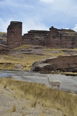 Alpaca in the Peruvian Andes Puna Canyon Tinajani