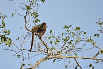 Howler monkey on a branch Lake Sandoval Amazon Peru