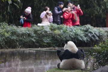 Visitors photographing a Giant Panda China