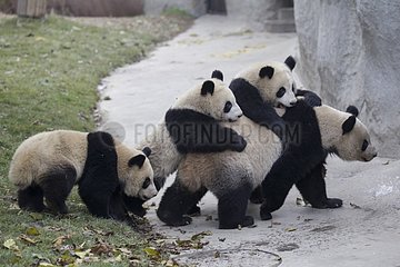 Young Giant Pandas playing with a female China