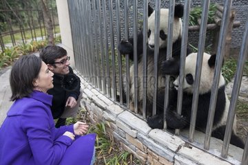 Owners of a zoo watching Giant pandas China