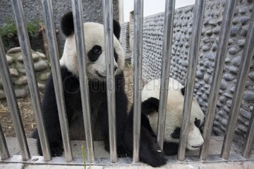 Giant pandas in quarantine before leaving for France