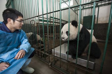 Giant pandas in quarantine before leaving for France