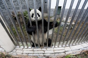 Giant panda in quarantine before leaving for France