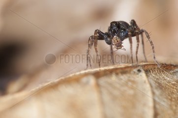 Wolf Spider eating a Springtail in forest Lorraine France