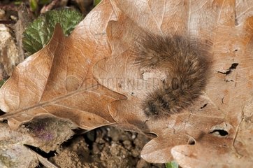 Ruby Tiger caterpillar on dead leaf Lorraine France