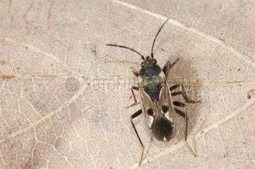 Bug on dead leaf Lorraine France