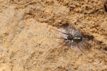 Spider Erigonidae on a bank Lorraine France