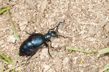 Oil Beetle on ground limestone Lawn Lorraine France