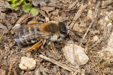 Solitary Bee on ground limestone lawn Lorraine France