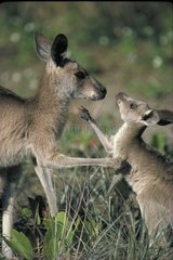 Eastern Grey Kangaroo female and joey Australie